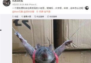 最新爆料老鼠事件新闻,最新老鼠事件引发公众关注，卫生安全问题亟待解决